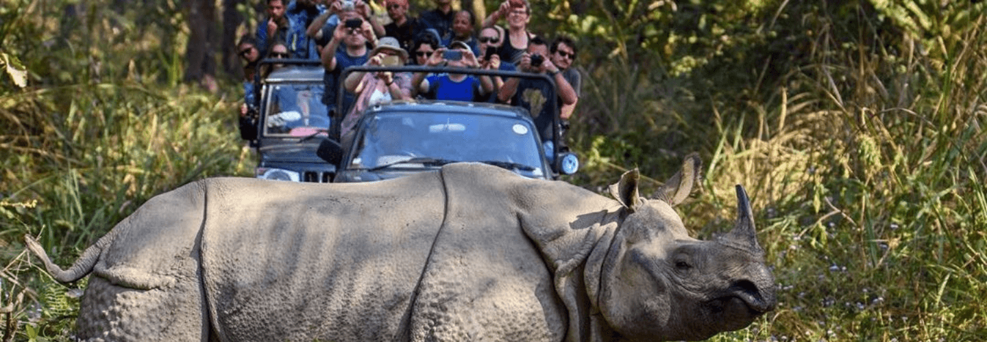 Chitwan Jingle Tours rhinoceros image